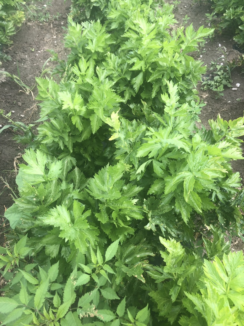 芹菜有需要的联系，