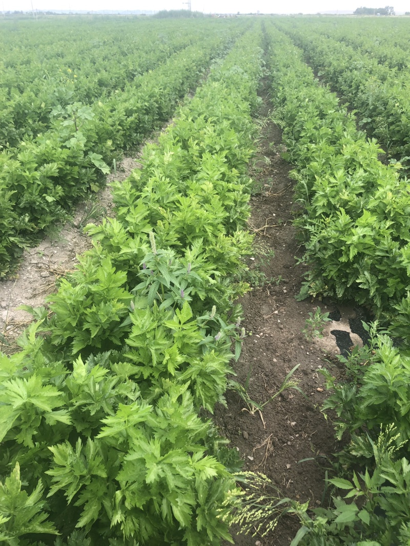 芹菜有需要的联系，
