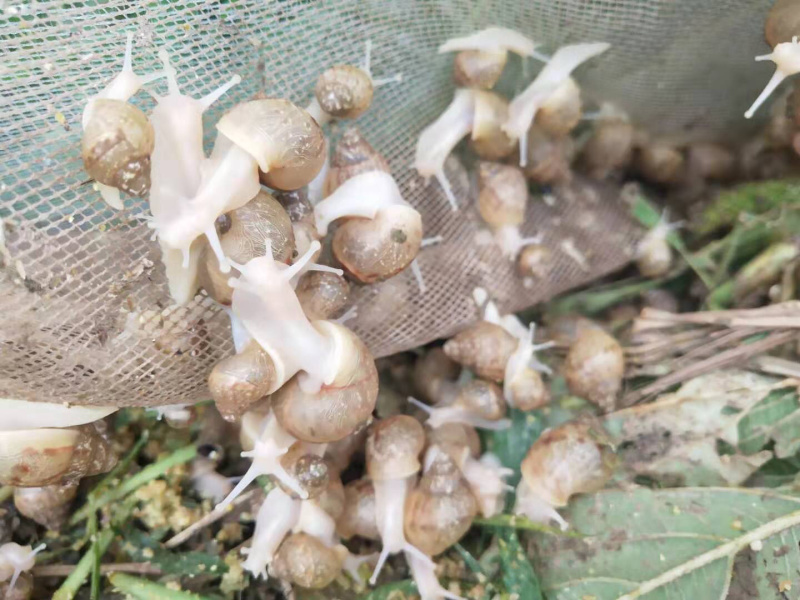 白玉蜗牛让你你收入百万不是梦