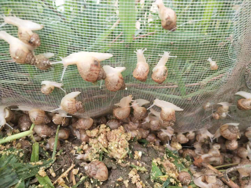 白玉蜗牛让你你收入百万不是梦
