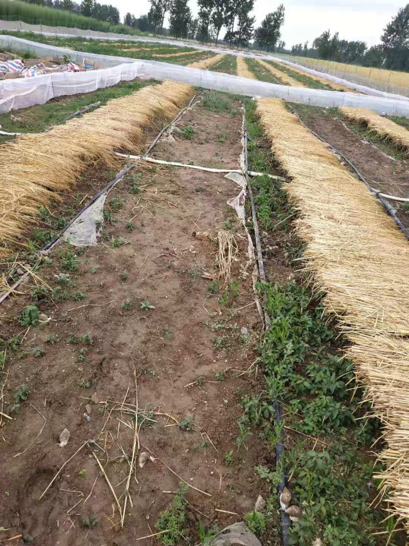 白玉蜗牛让你你收入百万不是梦