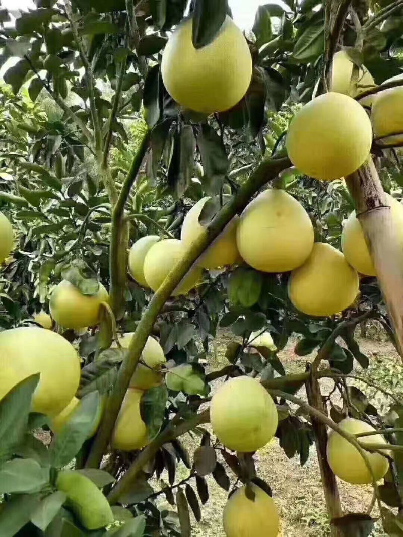 广西容县沙田柚