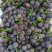 巨峰葡萄河北巨峰葡萄基地直销量大从优