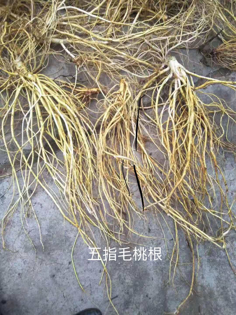 【优质】五指毛桃苗种苗杯苗基地直发量大从优