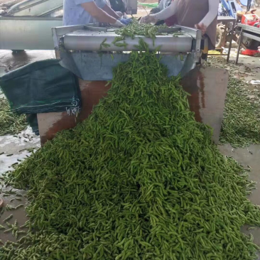毛豆