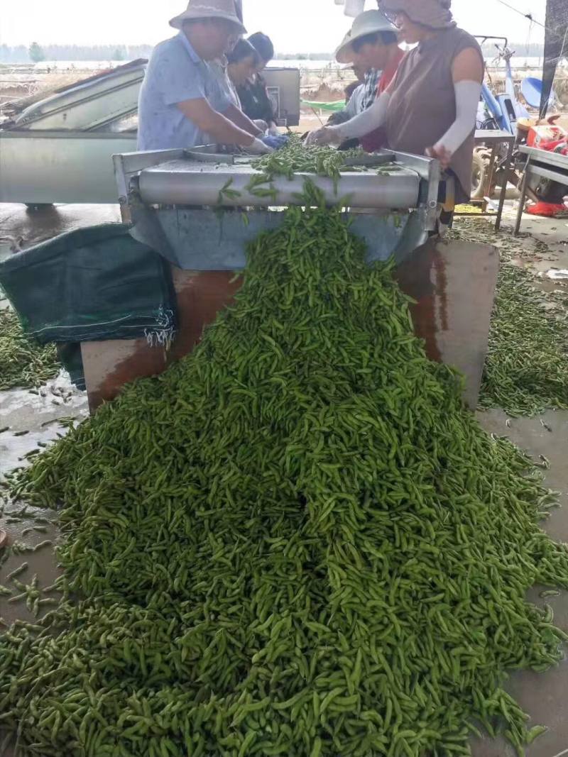 毛豆