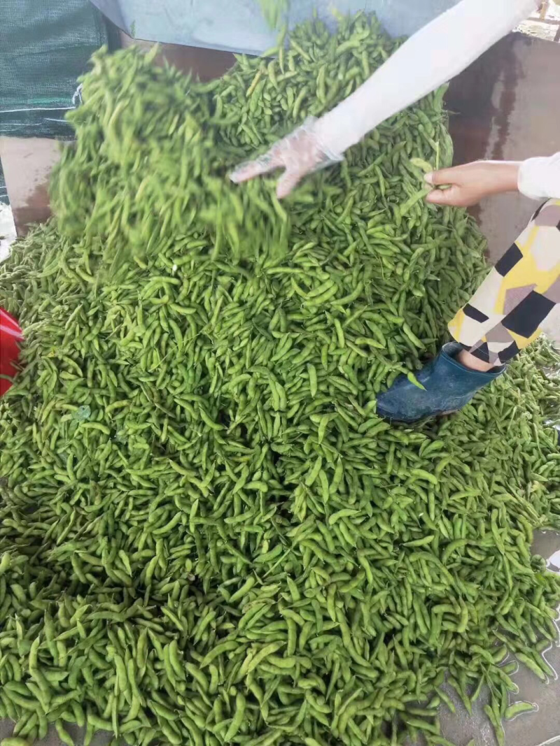 毛豆
