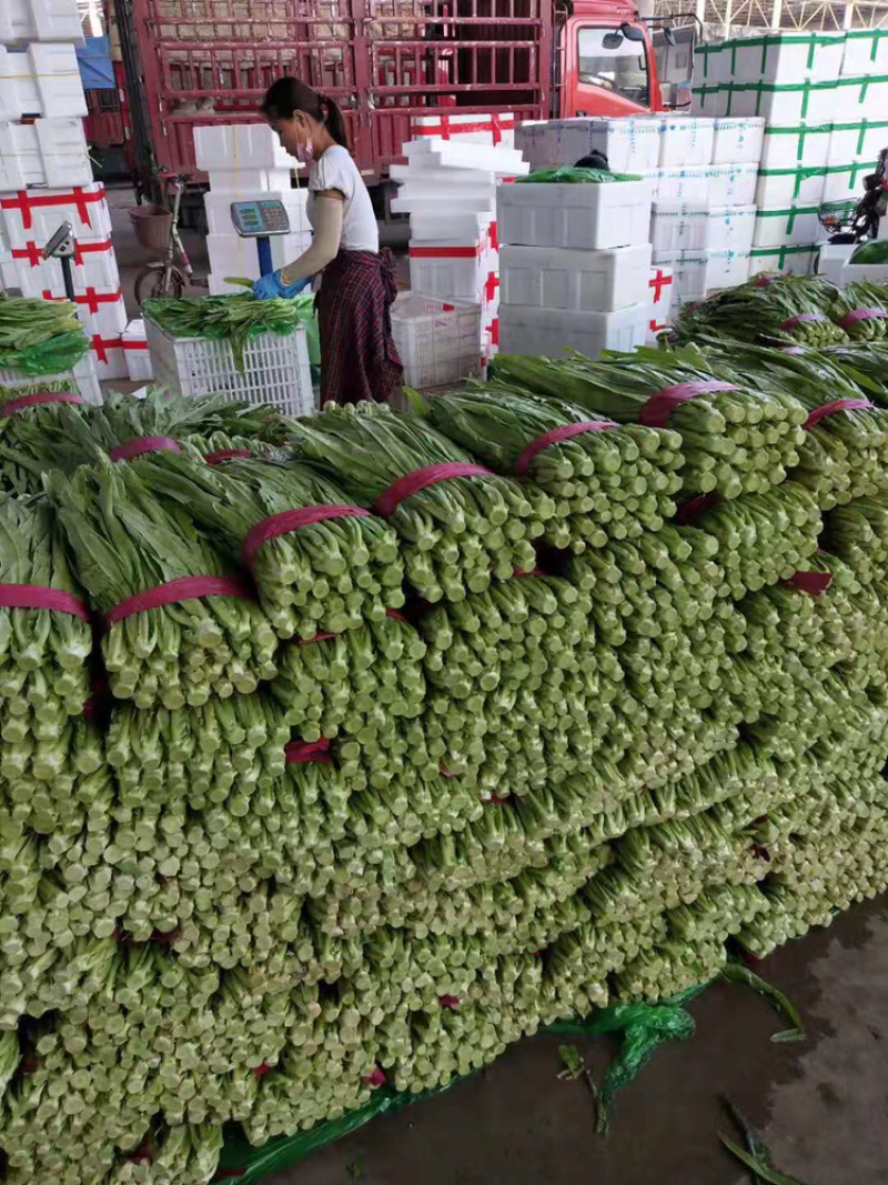 邯郸常年供应精品油麦菜产地直销保质保量，诚信代办