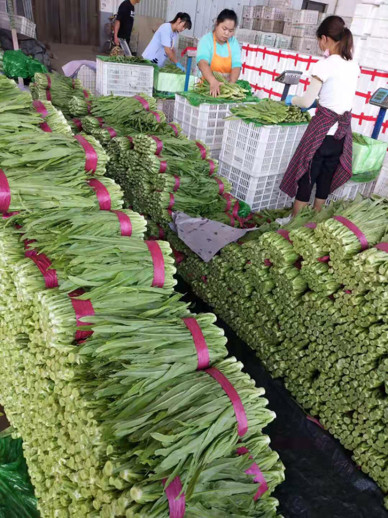 邯郸常年供应精品油麦菜产地直销保质保量，诚信代办