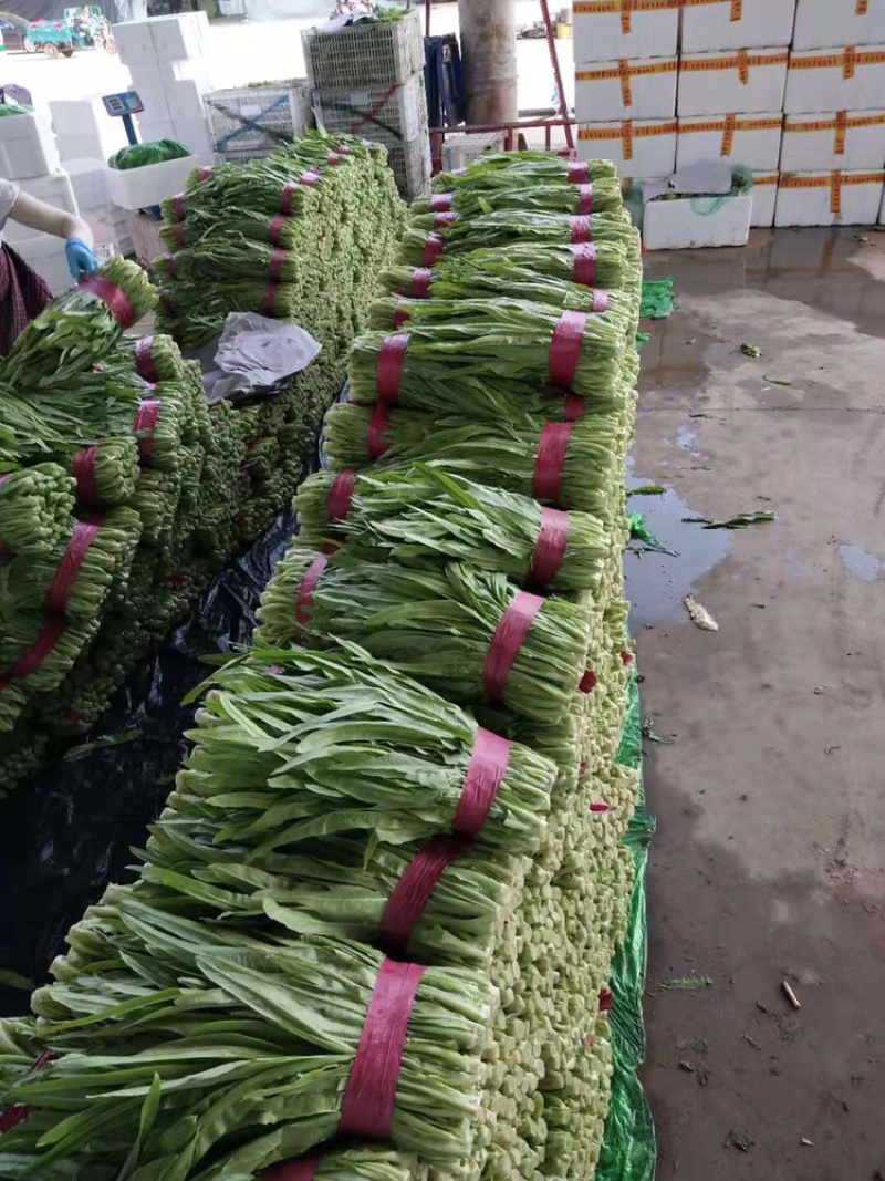 邯郸常年供应精品油麦菜产地直销保质保量，诚信代办