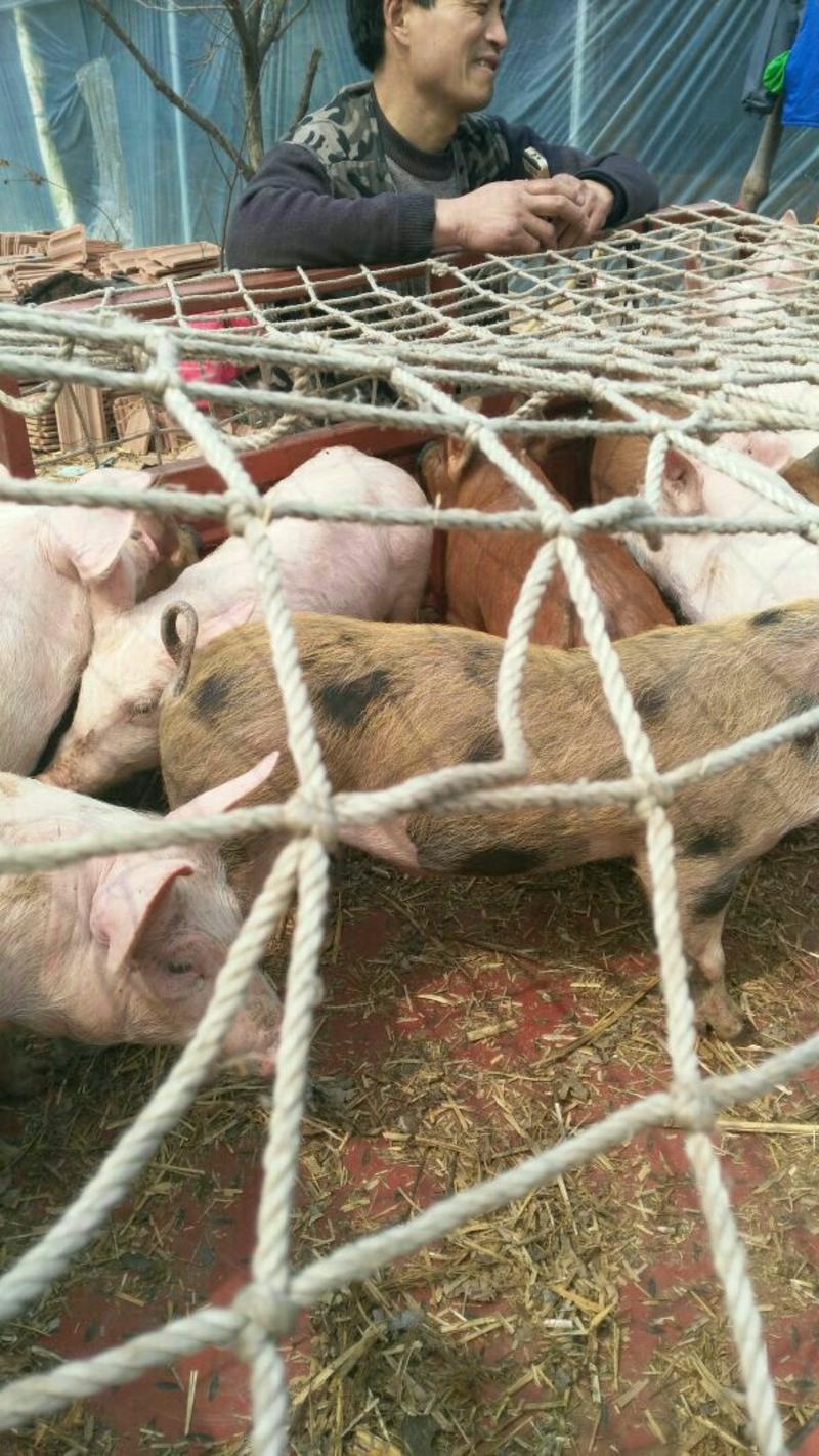 【热售】山东精品三仔猪供应10~40斤货源充足品种齐全