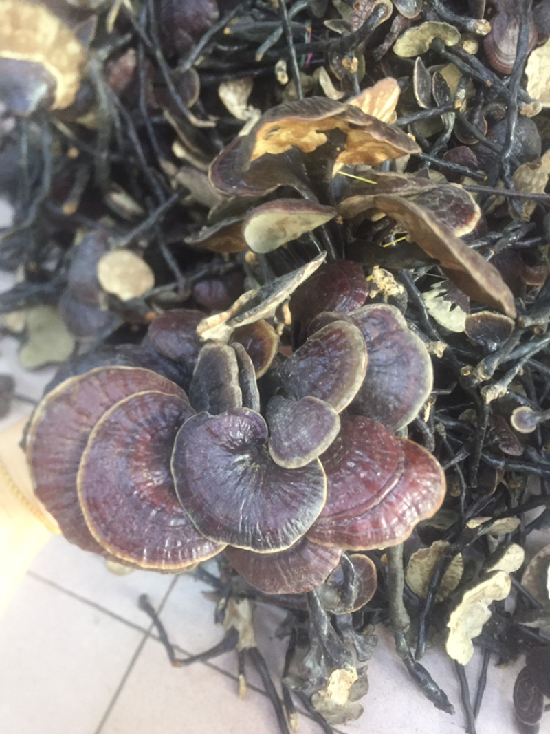 野生竹灵芝