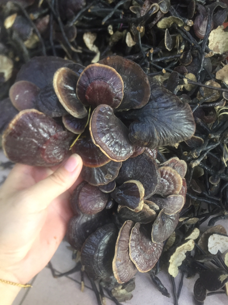 野生竹灵芝