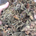 野生竹灵芝