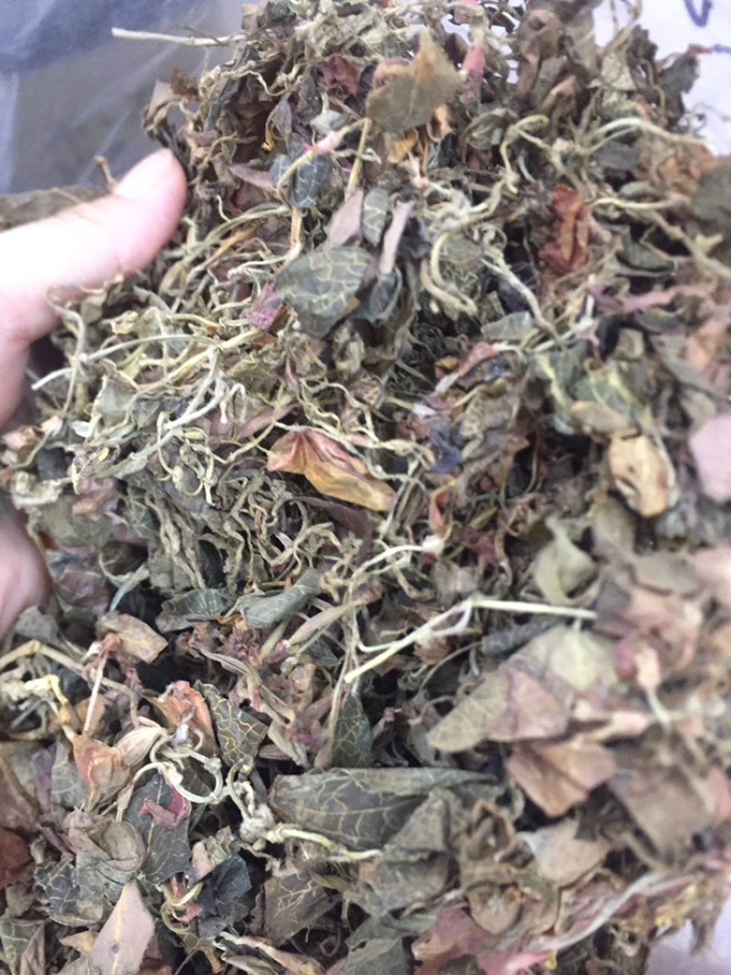 野生竹灵芝