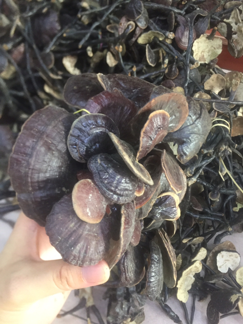 野生竹灵芝