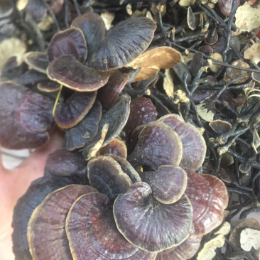 野生竹灵芝