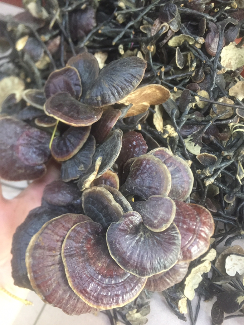 野生竹灵芝