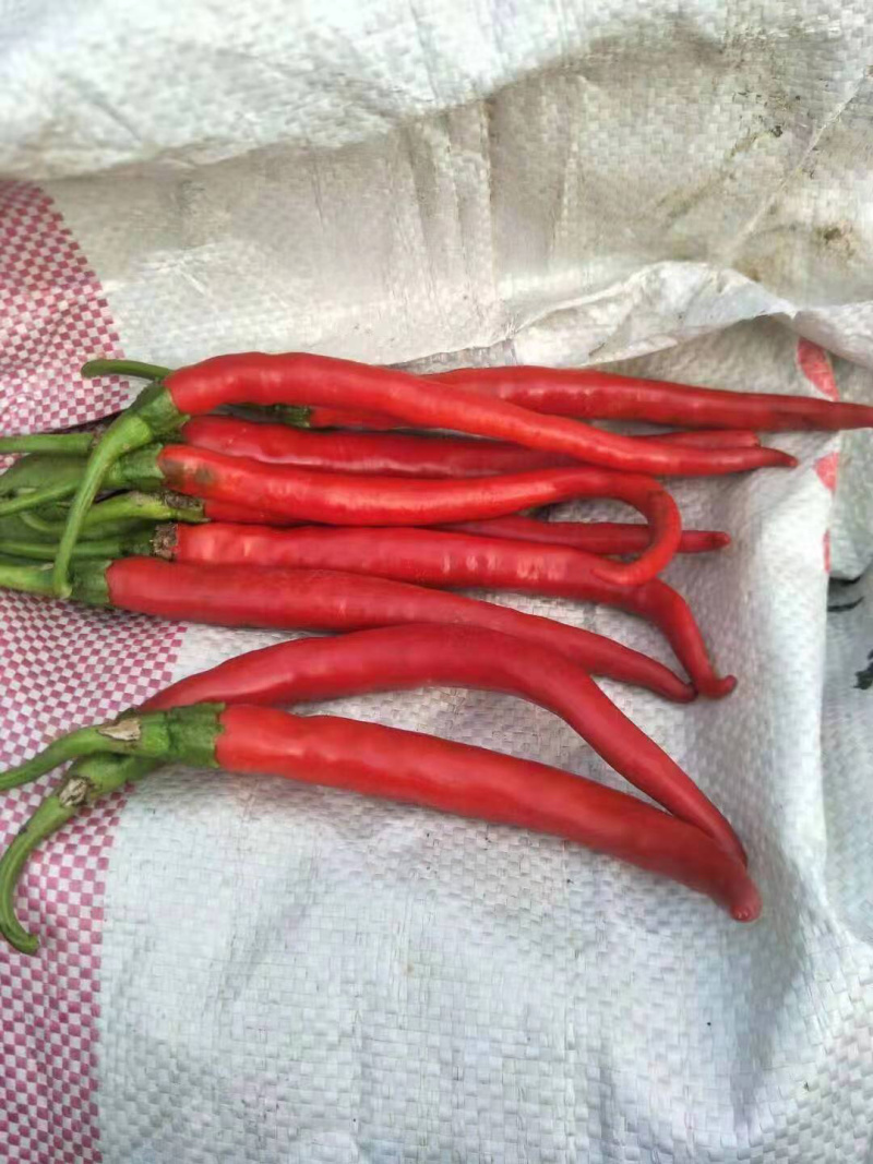 红辣椒