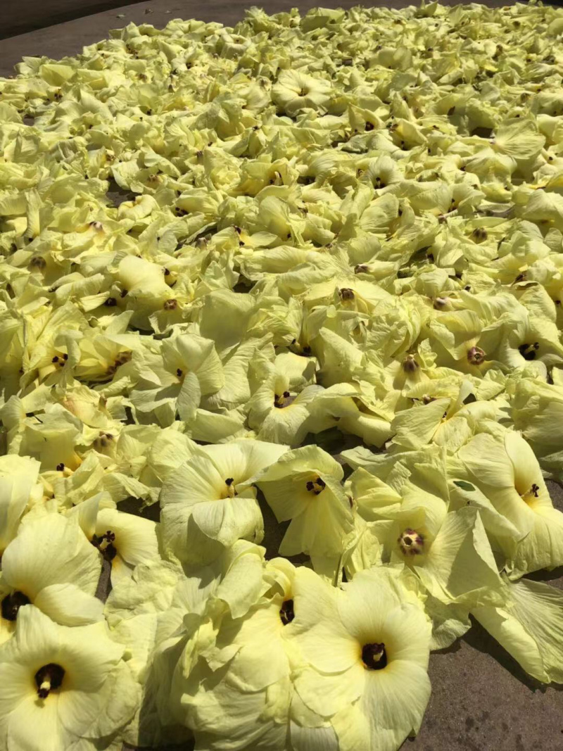 黄蜀葵花各种品种菊花例如北京菊苏北菊金丝皇菊