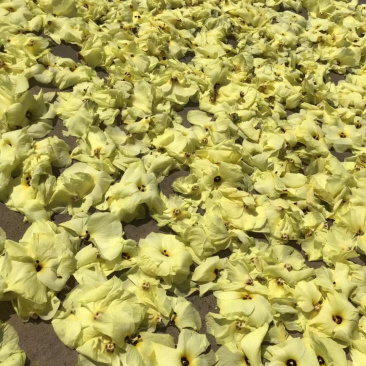 黄蜀葵花各种品种菊花例如北京菊苏北菊金丝皇菊