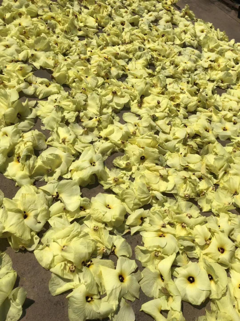 黄蜀葵花各种品种菊花例如北京菊苏北菊金丝皇菊