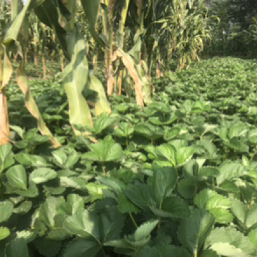大批量草莓苗以上市