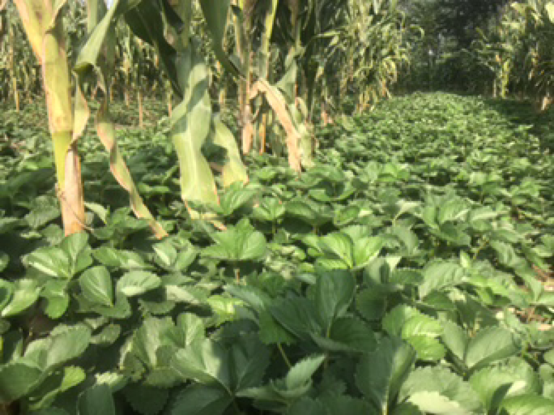 大批量草莓苗以上市