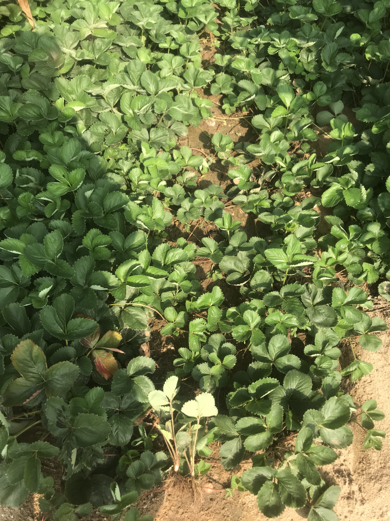 大批量草莓苗以上市