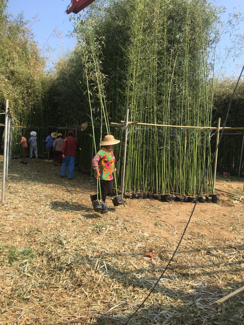 竹子带营养杯发货规格齐全实拍图片