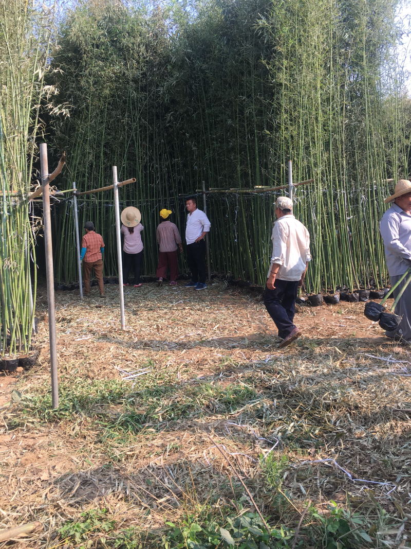 竹子带营养杯发货规格齐全实拍图片