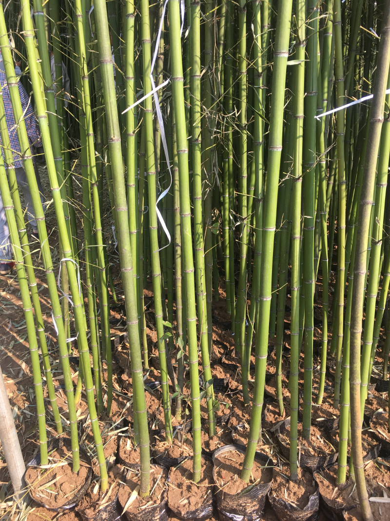 沭阳基地供应紫竹青竹金镶玉竹移植苗成活率高