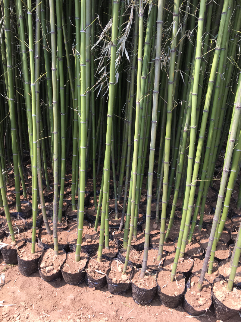 苏北苗木基地低价供应刚竹早园金镶玉竹竹子紫竹