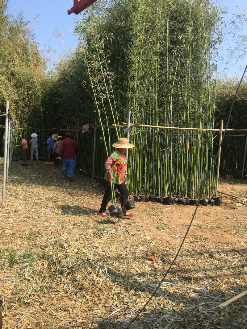 苏北苗木基地低价供应刚竹早园金镶玉竹竹子紫竹