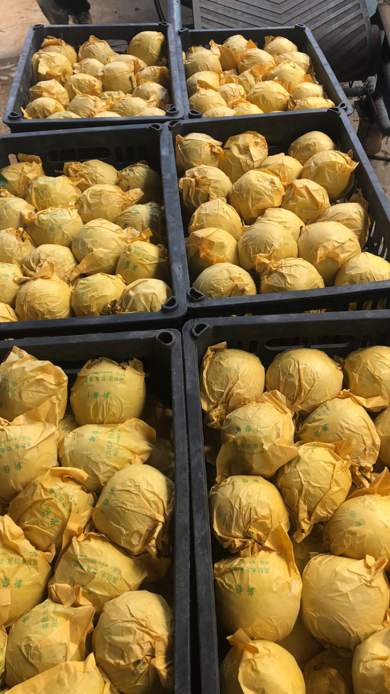 雪花梨云南红土高原梨纸袋产地直销价格合理交通便利