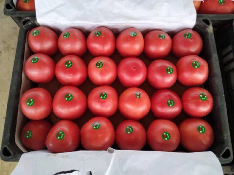 精品西红柿🍅👍精品硬粉，耐运输，弧三以上★价位便宜