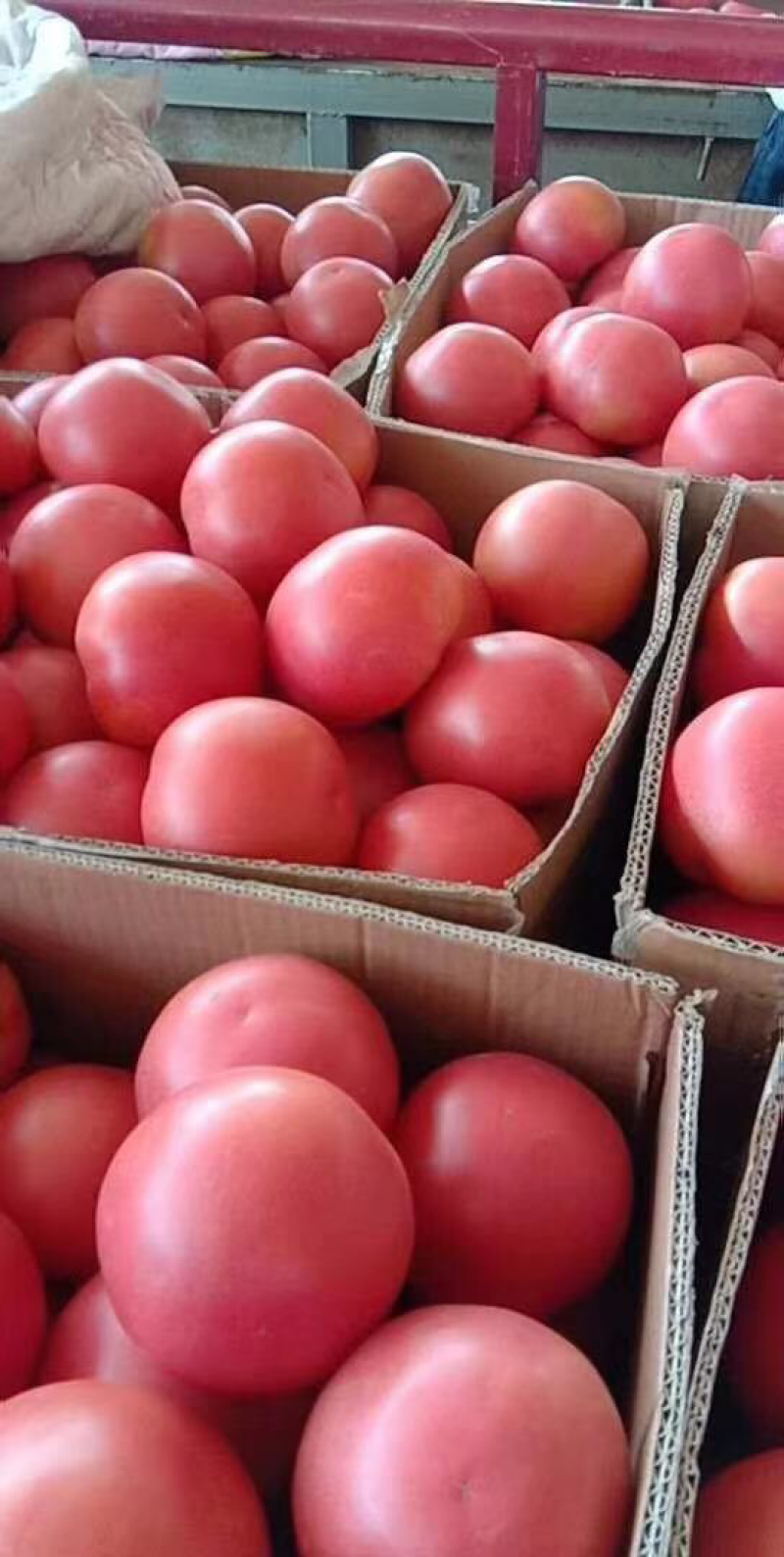 精品西红柿🍅👍精品硬粉，耐运输，弧三以上★价位便宜
