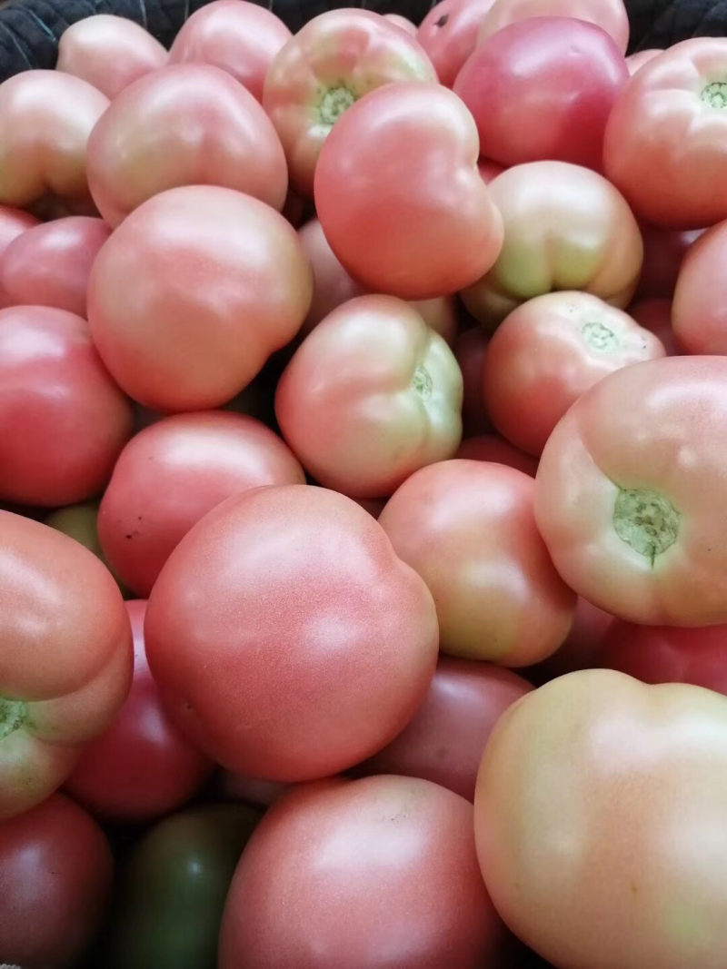 精品西红柿🍅👍精品硬粉，耐运输，弧三以上★价位便宜