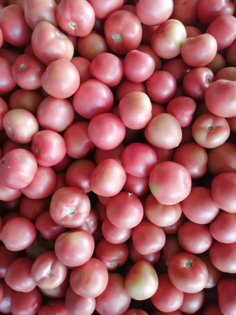 精品西红柿🍅👍精品硬粉，耐运输，弧三以上★价位便宜