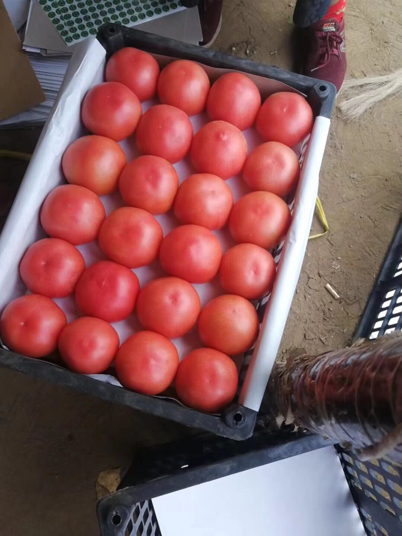 精品西红柿🍅👍精品硬粉，耐运输，弧三以上★价位便宜