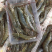 虾，海虾，海对虾，围基虾一斤两盒