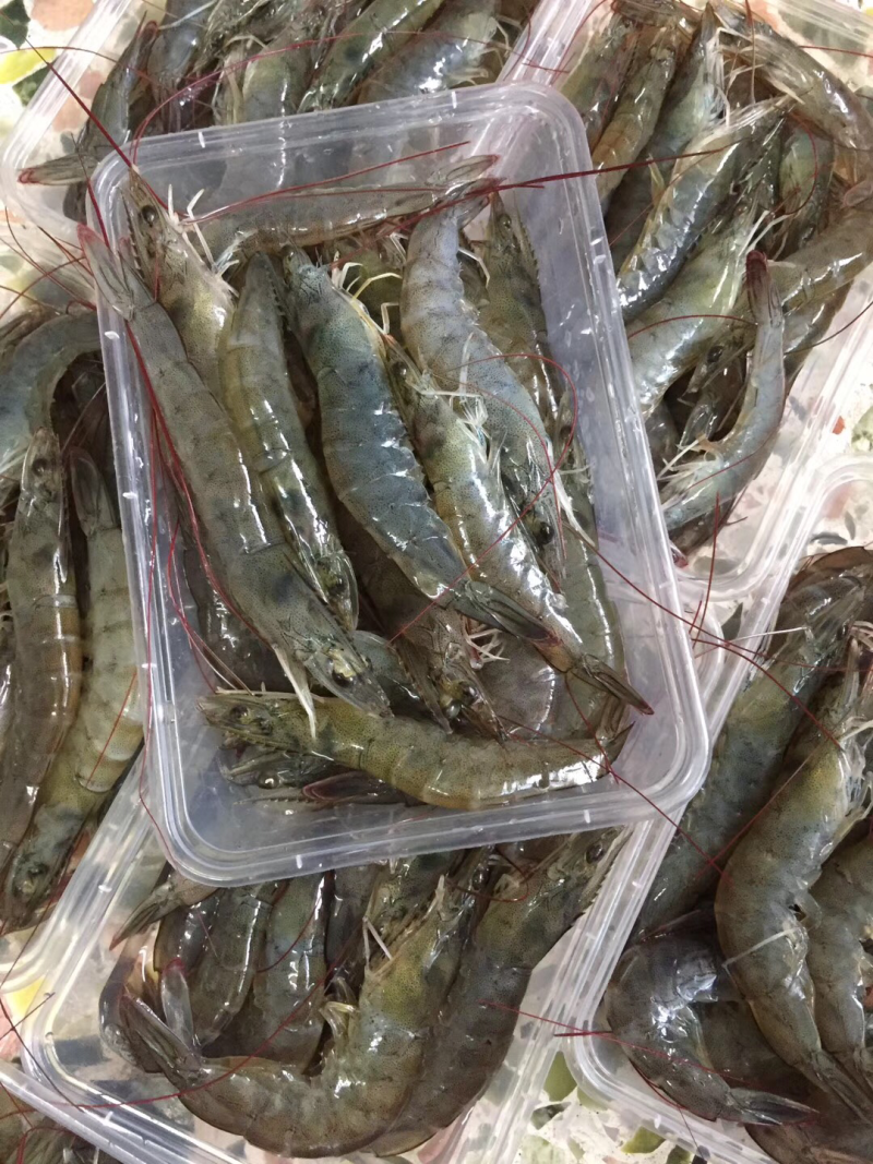 虾，海虾，海对虾，围基虾一斤两盒