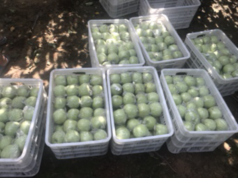 精品王林苹果大量上市口感脆甜价格便宜，速来抢购