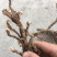 湖北恩施优质石菖蒲产地直销可视频在线看货