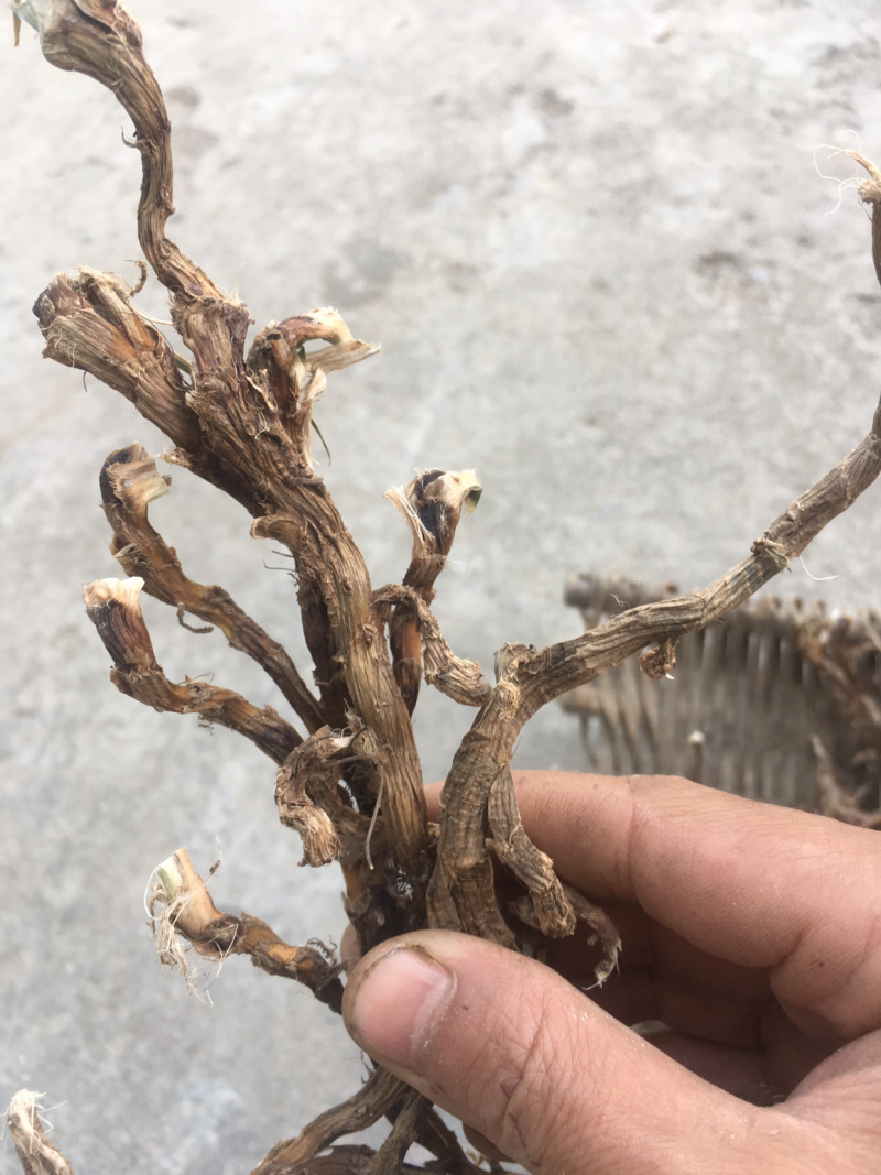 湖北恩施优质石菖蒲产地直销可视频在线看货
