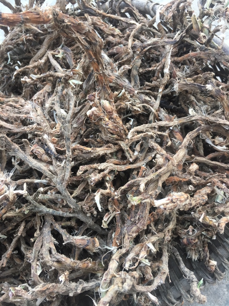 湖北恩施优质石菖蒲产地直销可视频在线看货