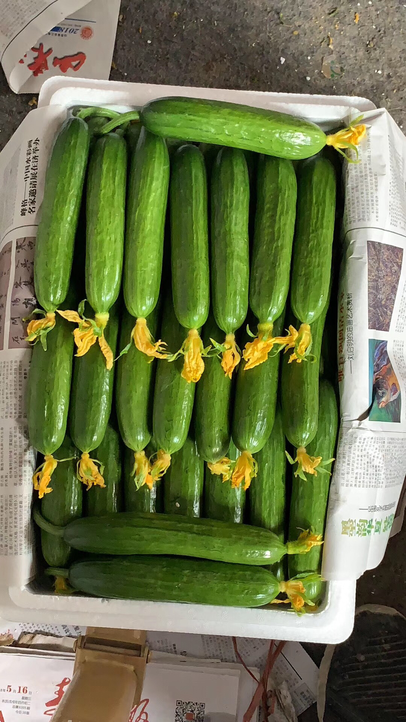 【黄瓜】小黄瓜寿光水果黄瓜常年供应对接全国市场