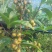 金花茶叶一级