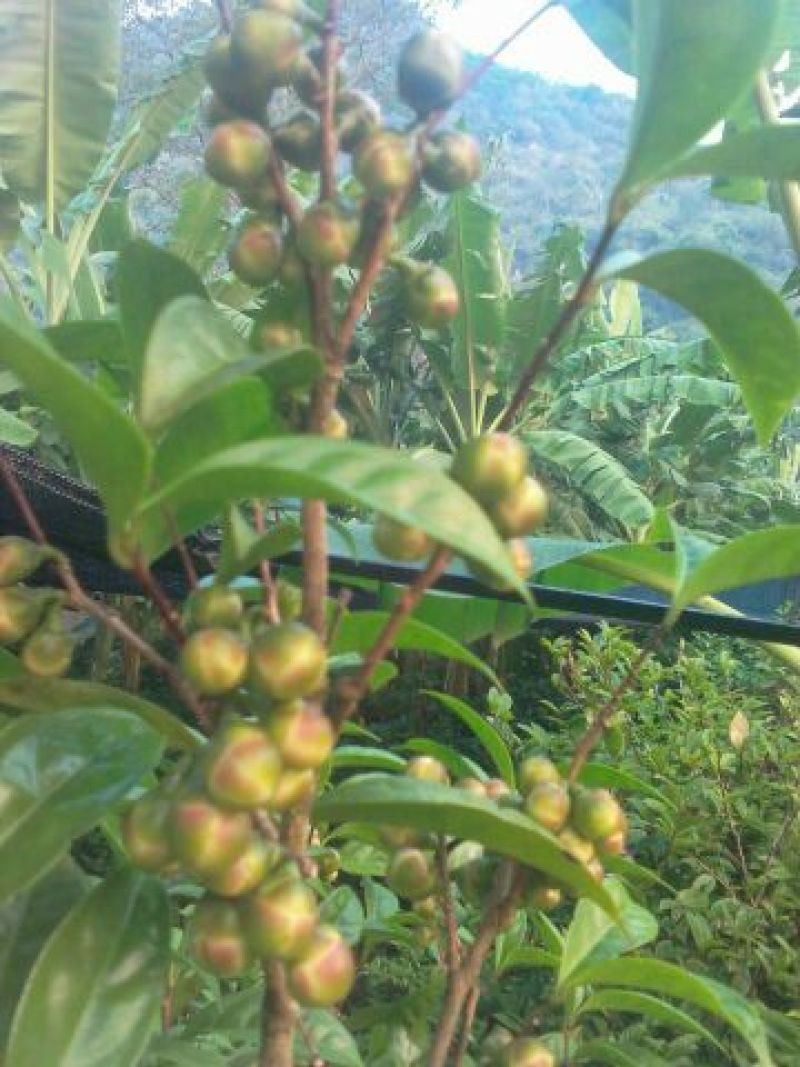 金花茶叶一级