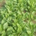 大叶菠菜15~20厘米